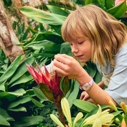 TOUCANS TREASURES